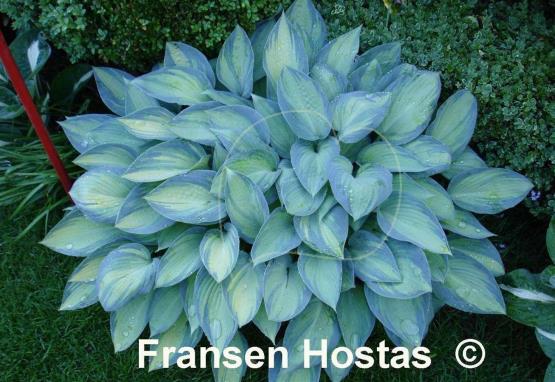 Hosta June